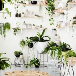 indoor-greenery