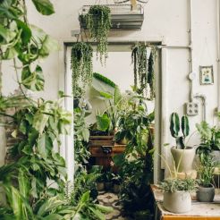 indoor-greenery2
